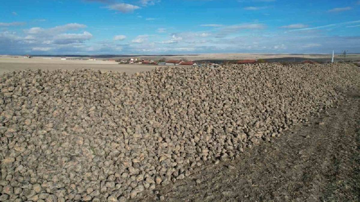 Böyle hasat ne görüldü ne de duyuldu! Ürünler tarlada dağ gibi birikti: Türkiye yıl boyu ucuz tüketimin tadına varacak