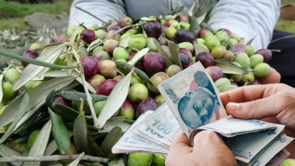 Marmarabirlik zeytin alım fiyatları belli oldu! İşte 2023-2024 zeytin taban ve tavan fiyatları