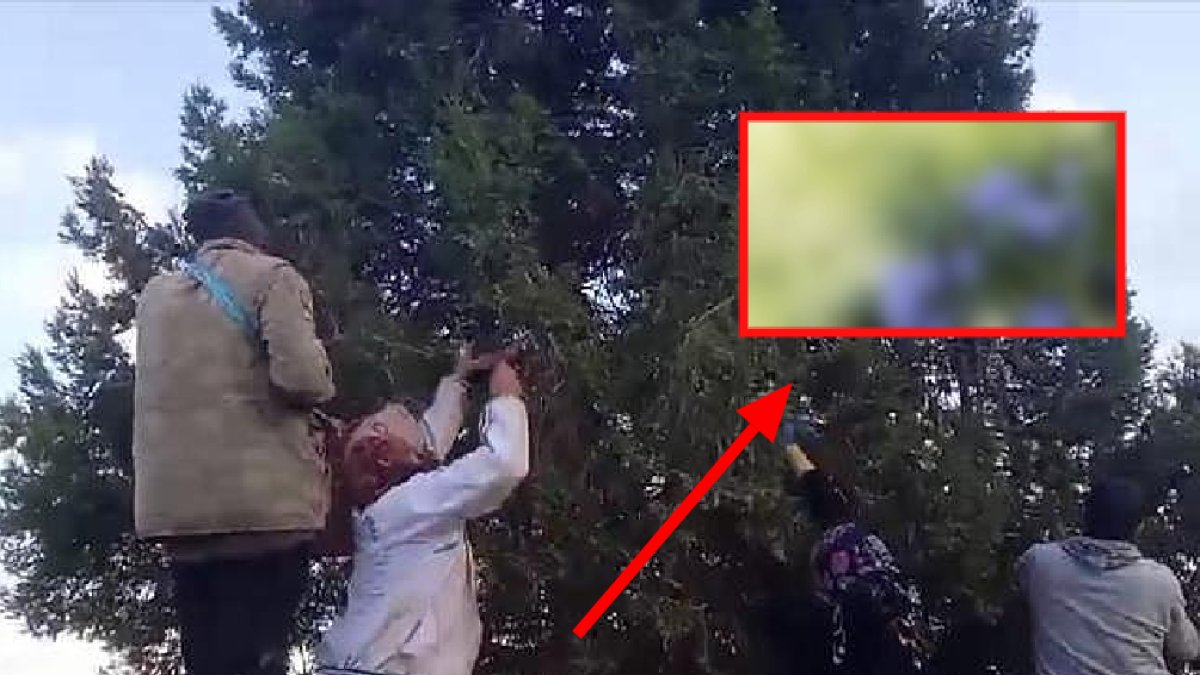 İşi biten köylü o ürünü toplamaya çıkıyor! Onlarca kişiye ek gelir kapısı, pazarda kilosu 13 TL'ye peynir ekmek gibi satıyor