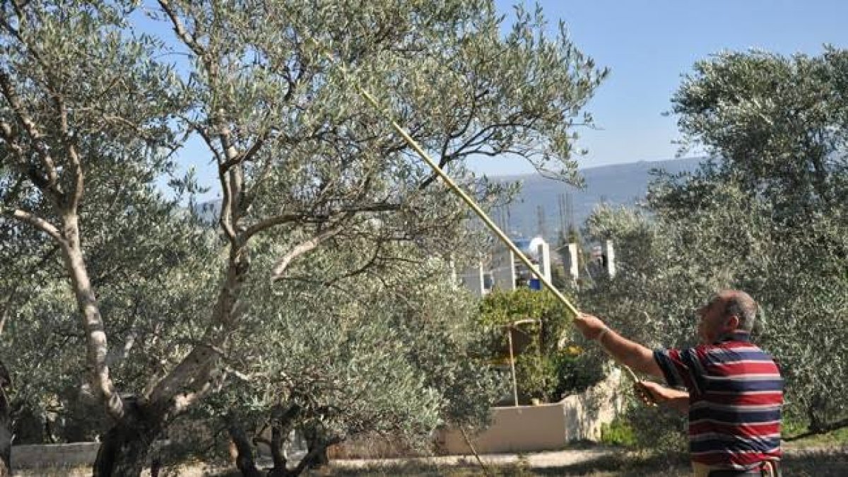 Anne sütünden 100 kat daha faydalı! Dağ taş ekiyorlar