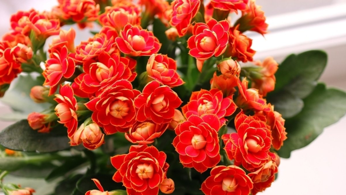 Kalanşo Çiçeği: Evlerimizin Şifalı Bitkisi