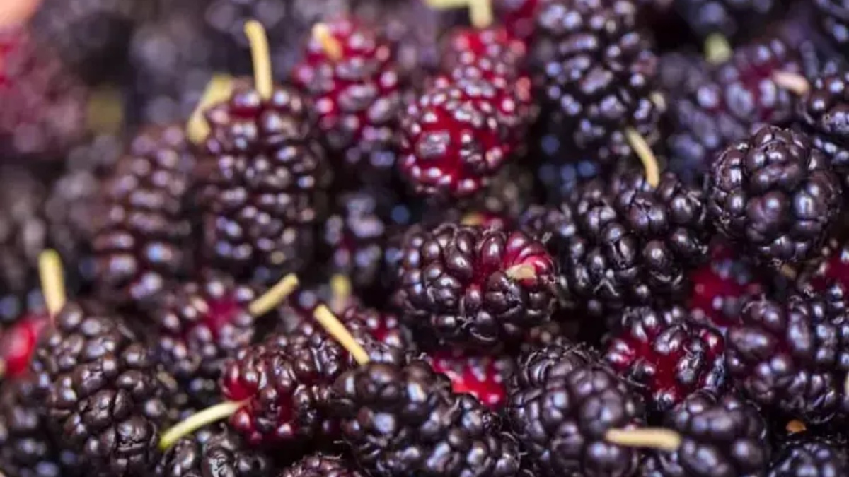 Karadutun faydaları