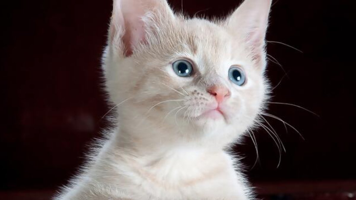 Kediler kaç yıl yaşar?