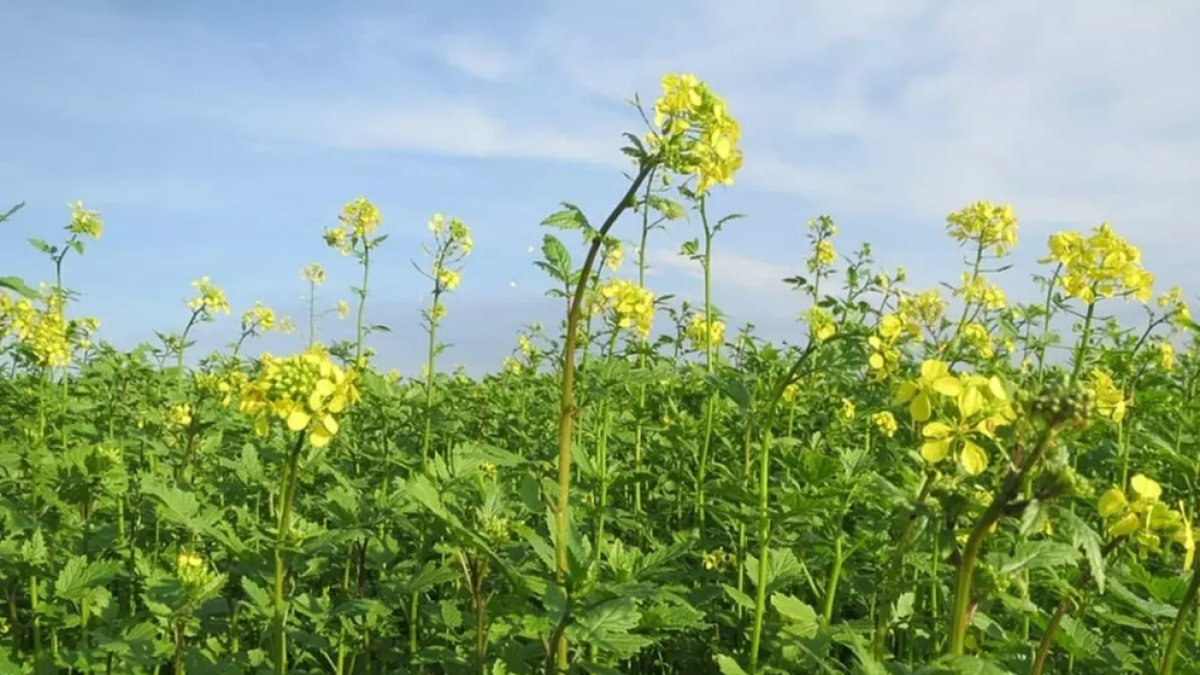Hardal Otu: Faydaları, Kullanımı ve Sağlık İçin Öneriler