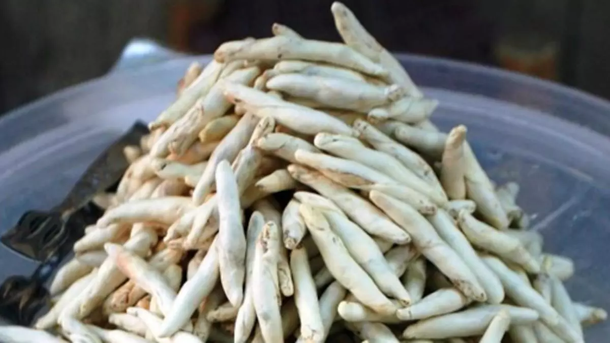 Bu sakızın kıymetini Doğulular biliyor! Kenger sakızı faydasıyla altın gibi kıymetli, migrenden sindirime kadar yararı var