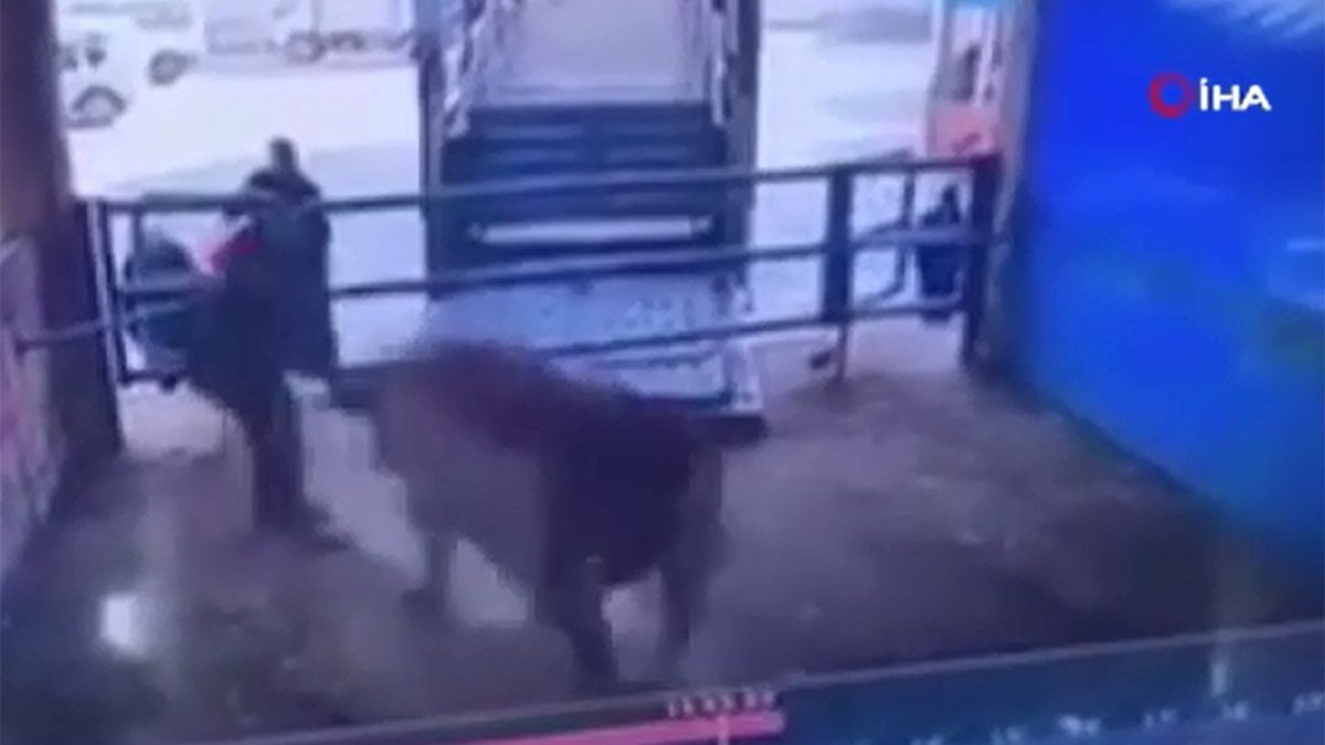 Amasya'da feci ölüm! Boğanın saldırdığı mezbaha çalışanı hayatını kaybetti