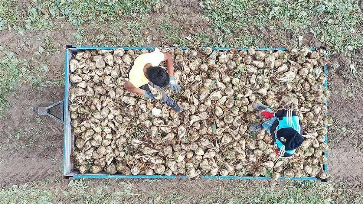 Türkiye’nin üretim cennetinde hasat devam ediyor! Verim kadar alıcısı da fazla: Fiyatı ise tam 1.855 TL