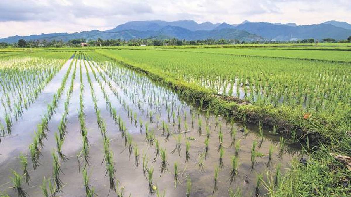 Mısır ve buğdaydan sonra en çok o üretiliyor! En iyisi Sinop’ta yetişiyor! Hekimler bile öneriyor: Yemeklerden eksik etmeyin