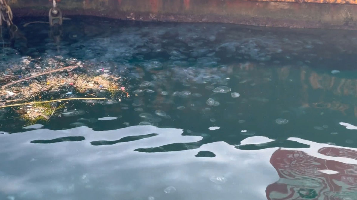 İstanbul Boğazı'nda yeni istila: Marmara Denizi'nin sessiz çığlığı