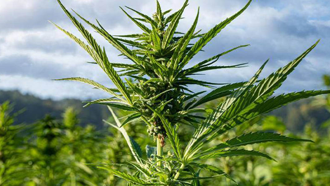 Hollanda'da yasal esrar üretim denemesi başladı