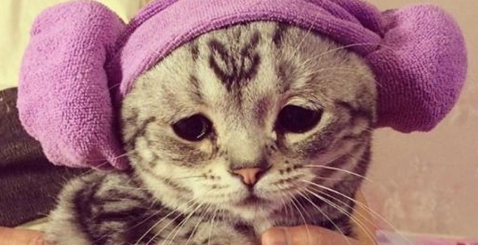 O dünyanın en üzgün kedisi!