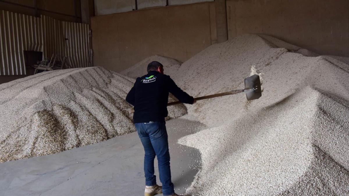 Bitlis'te yetiştirmeye başladı, dünya peşine düştü! Üretimde Türkiye birincisi: Her ülkeden talep yağıyor