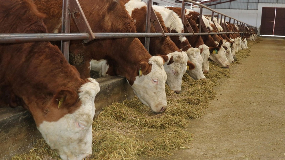 Bartın'da 12 köyde şap karantinası
