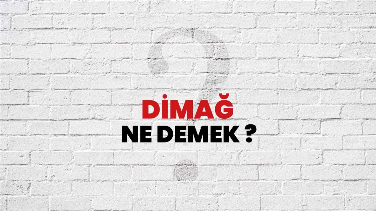 Dimağ Ne Demek? Beyin ve Zeka Hakkında Bilmeniz Gerekenler