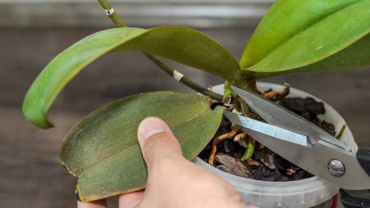 Orkide nasıl çoğaltılır?