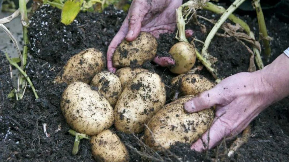 Patates nasıl ekilir?