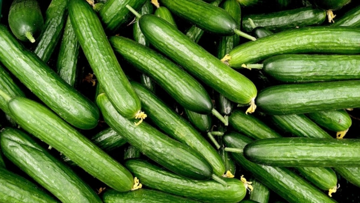 Salatalığın faydaları