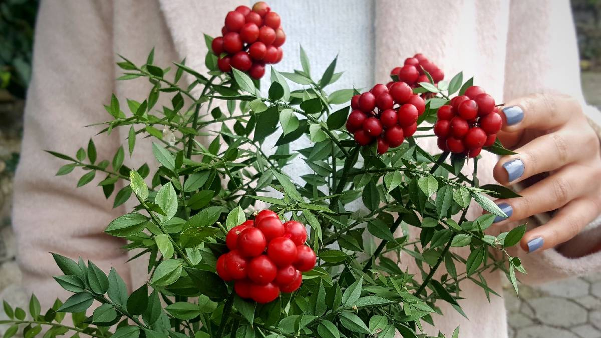 Şans ve bereket getirdiğine inanılıyor! Kokina çiçeğinde talep patladı: Karaborsaya düşerse fiyatlar o rakamlara çıkabilir