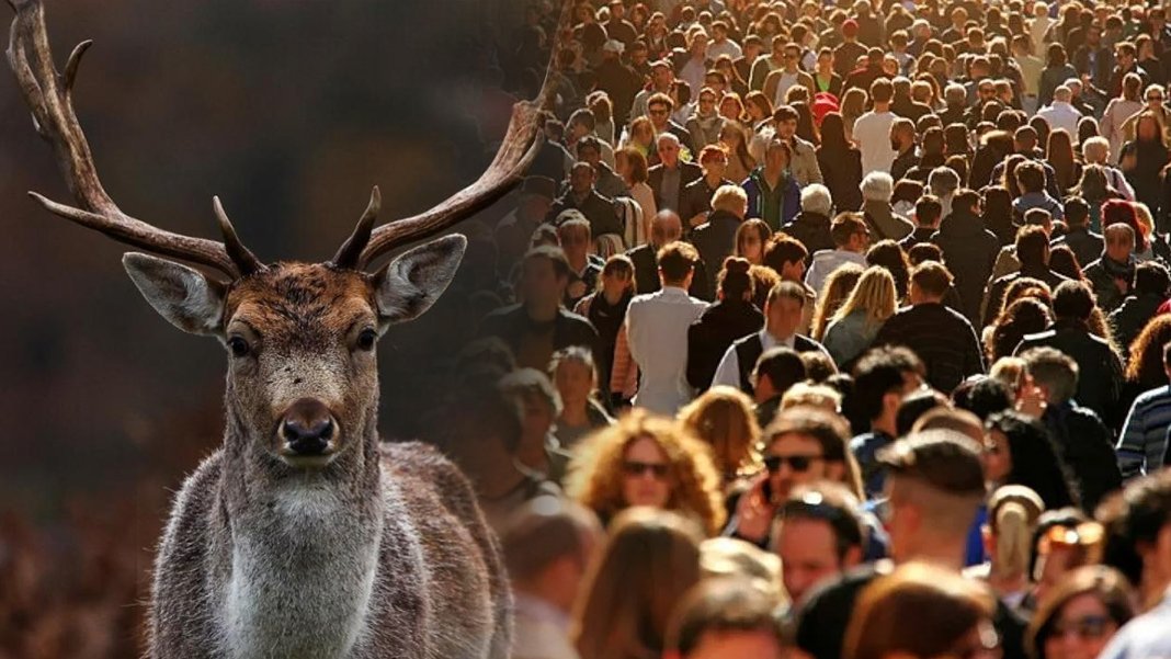 Zombi geyik hastalığı yayılıyor: Bu kez insanlar da tehlike altında