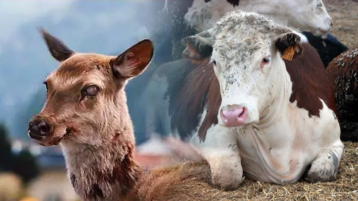 Yavaş ilerleyen felaket! Deli dana hastalığından sonra zombi geyik uyarısı: İnsanlara sıçrarsa binlerce kişiyi öldürebilir