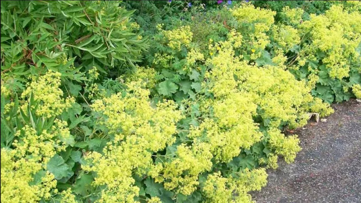 Aslan Pençesi Faydaları: Doğal Bir İksir