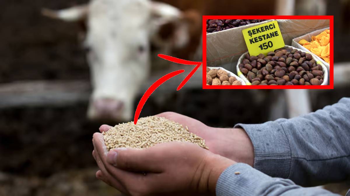 Hayvan yemiyle insan yemlediler! Ucuza gören çokça alıyor! Sakın tuzağa düşmeyin: 150 TL’den satılmaz