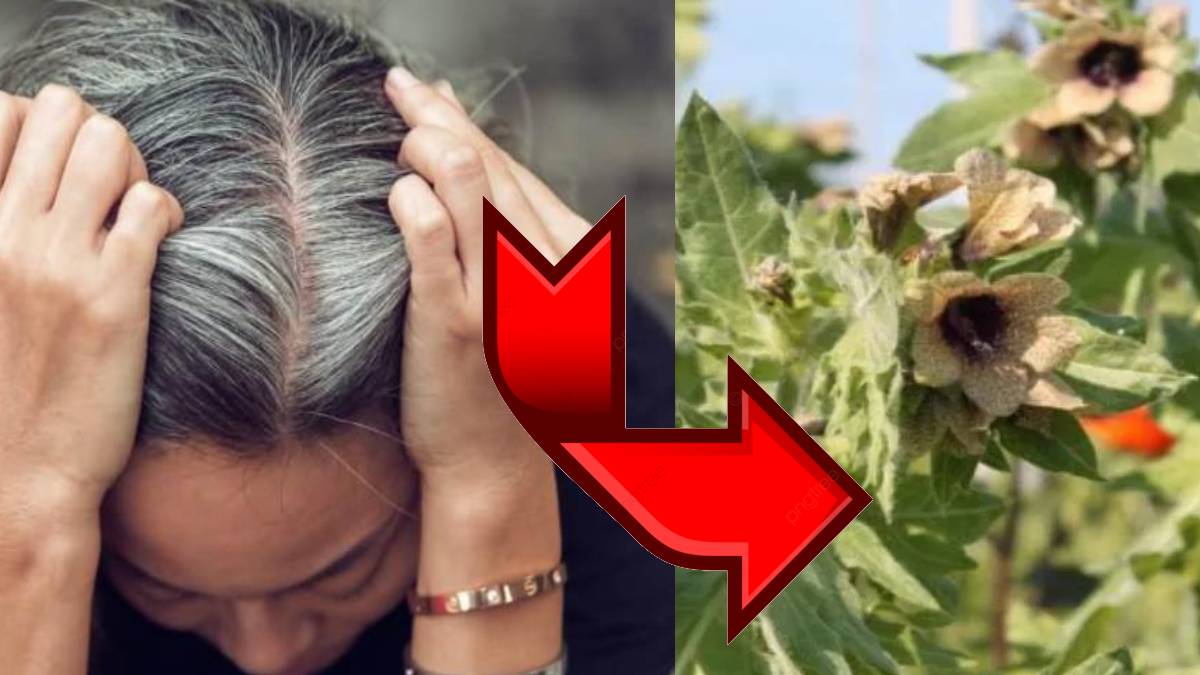 Beyaz saçlara 1 gecede çözüm! Kimyasal kullanmanıza gerek yok! İşte beyaz saçtan kurtulma reçetesi…