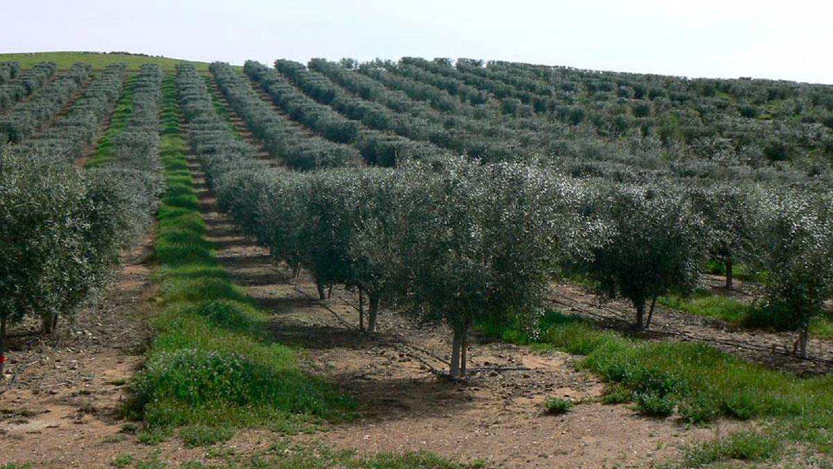 O ilde görülmemiş fiyata zeytinlik satışı! Bu işe girmek isteyenler elini çabuk tutsun: 87 bin TL’ye kaçırılmaz fırsat