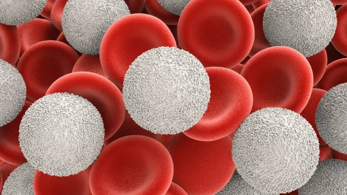 Beyaz Kan Nedir? - Vücudumuzun Bağışıklık Sistemi Hakkında Bilmeniz Gerekenler