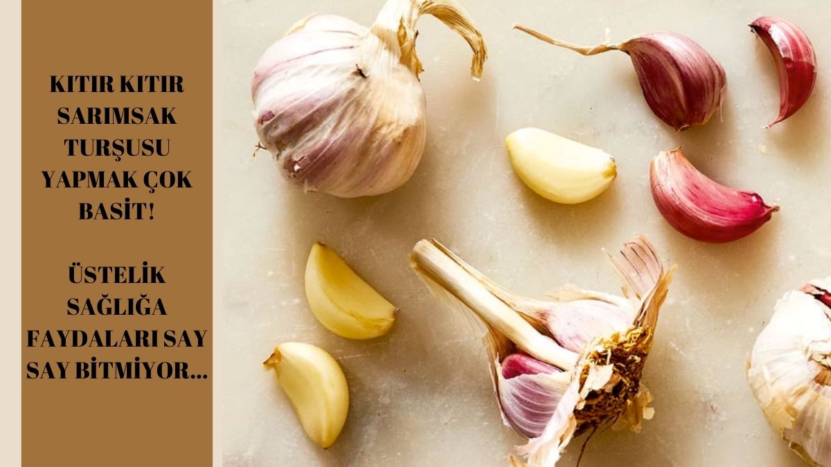 Turşu ve sarımsağın faydası birleşince antibiyotik bombası oluyor! İşte sarımsak turşusu yapımı: Kütür kütür taş gibi oluyor