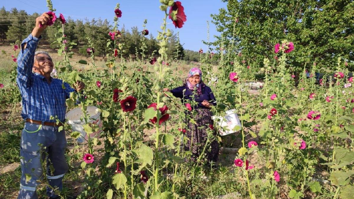 Her yolun kenarında bulunuyor! Faydaları say say bitmiyor! Kendin toplarsan bedava alayım dersen kilosuna 90 TL vereceksiniz