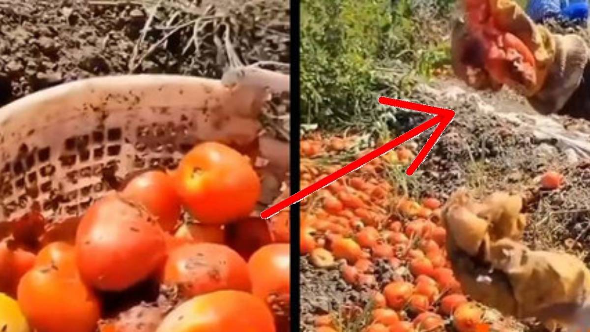 Marketten salça alırken dikkatli olun! Çiftçi salça için gidecek domatesleri gösterdi: Görüntü mide bulandırıcı…