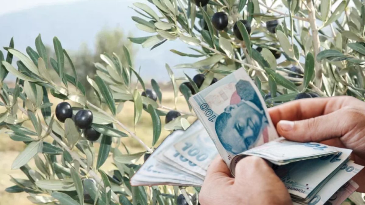 Zeytinde 28 milyon dolarlık ihracat! 63 ülkeye ihraç ediliyor