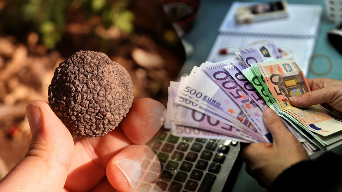 Dünyanın en pahalı mantarı Türkiye'de bulundu! Kilosu 3000 Euro, herkes altın arar gibi bu mantarı arıyor