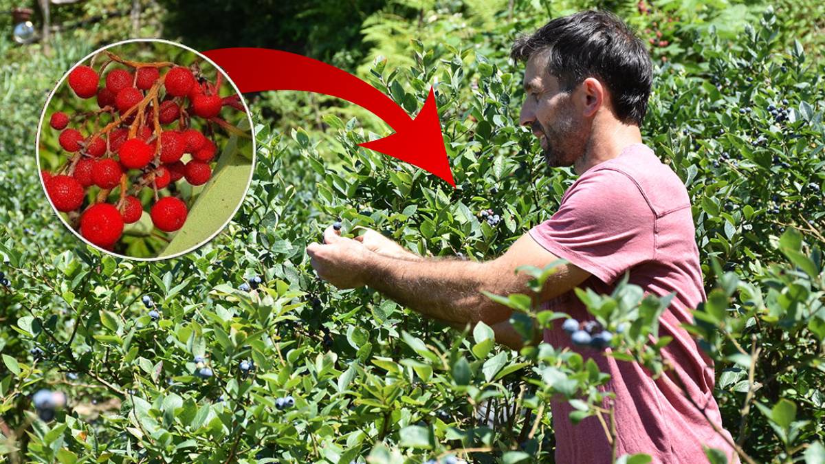 Yol kenarında yetişiyor, meyvesinden yaprağına kadar şifa dağıtıyor!Sefasını Çinliler sürüyor ticarete dökenin cebi para doluyor