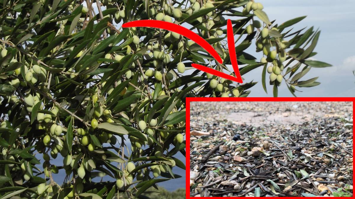 Değeri altınla yarışan zeytin ağaçları kuruyor! Zeytinciler artık isyanda: 200 zeytin ağacı bakın neden telef oldu?