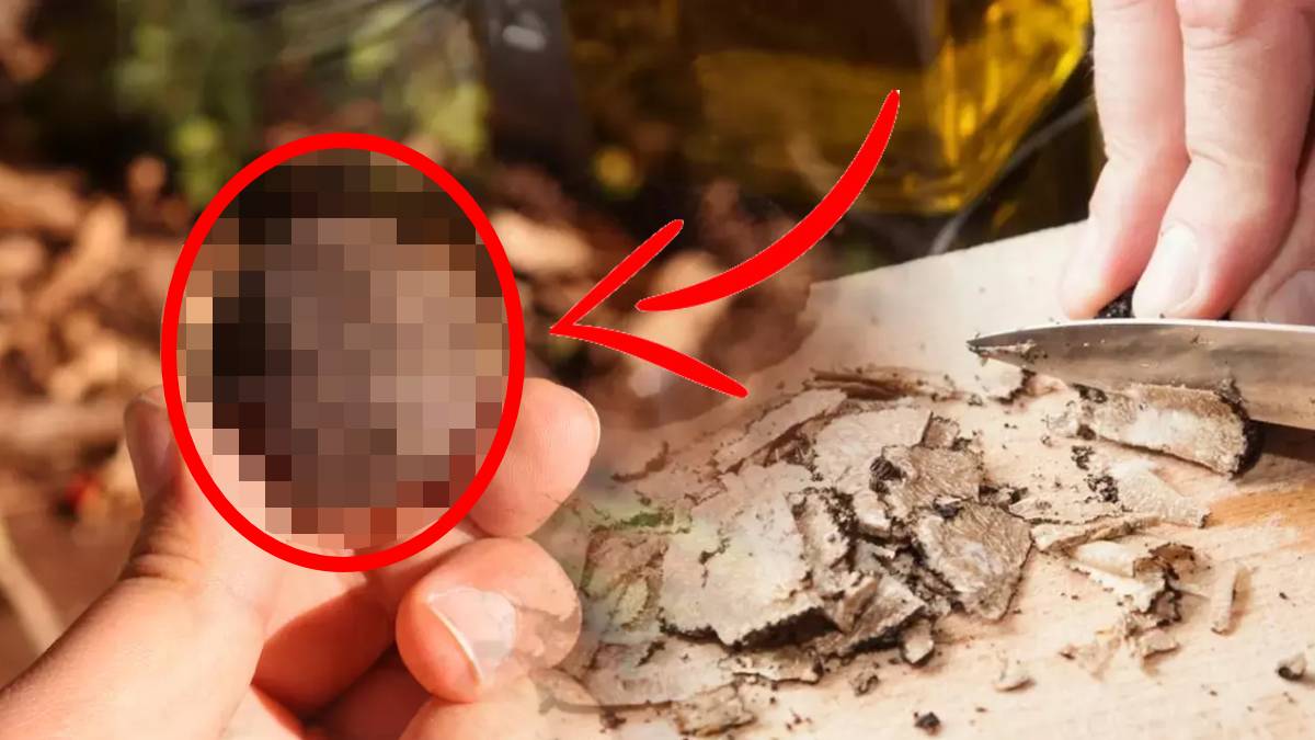 Dünyanın en pahalısı Türkiye’de bulundu! Fiyatı 160 bin doları gördü: Onu eken resmen milyoner olacak