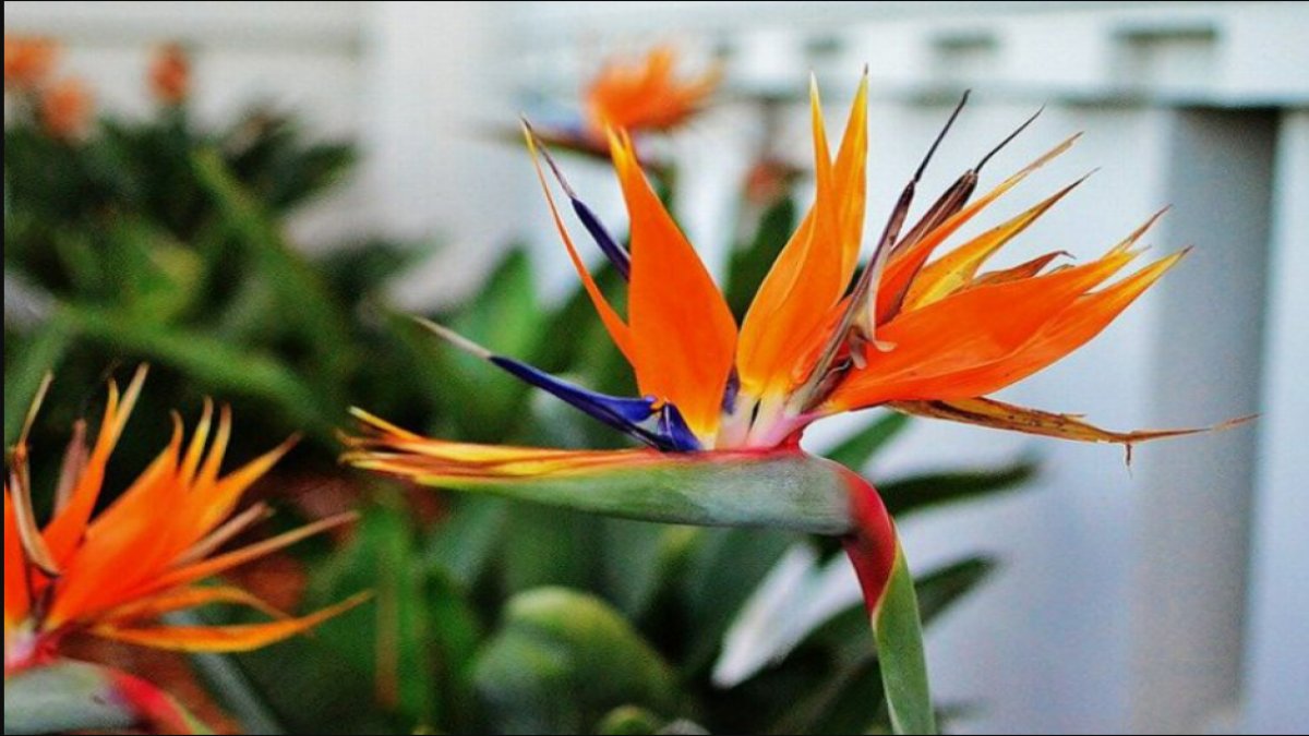 Cennet Kuşu Çiçeği: Bahçelerin En Güzeli