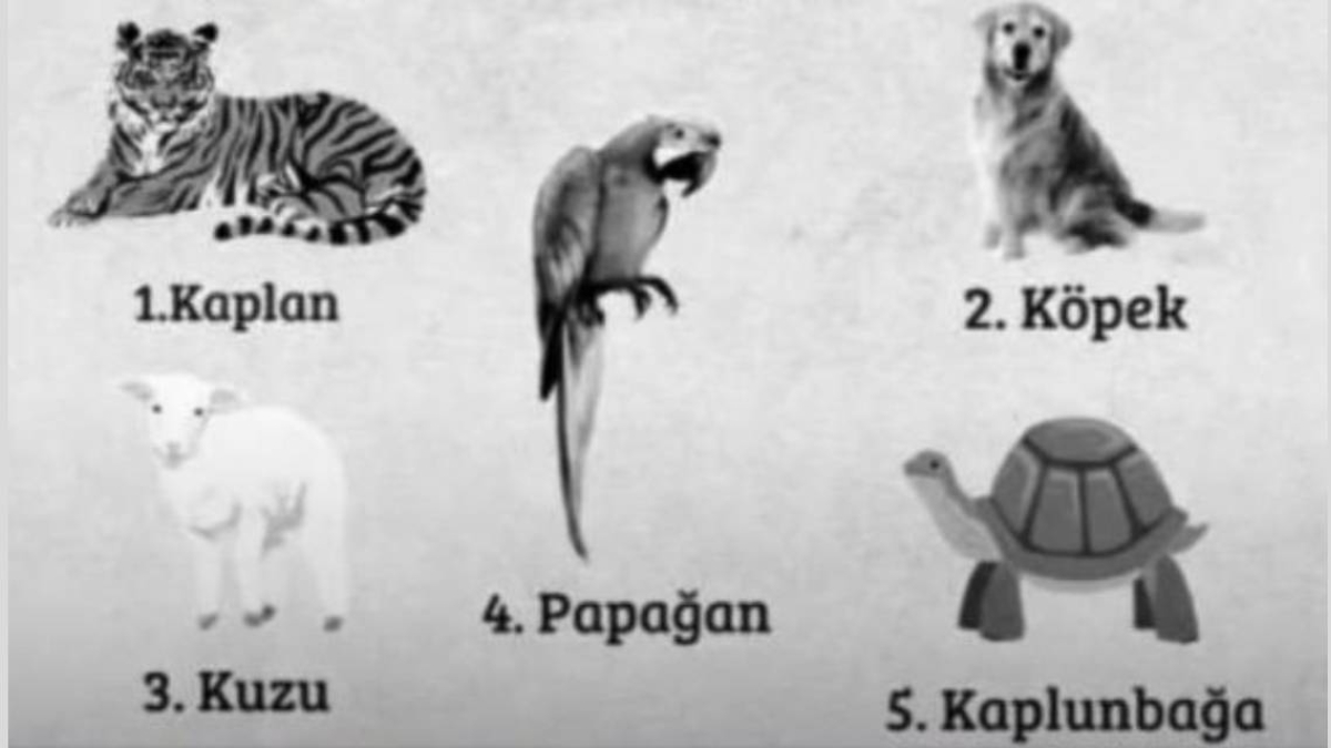 Resimde seçtiğiniz hayvan, ideal eşiniz hakkında şaşırtıcı ipuçları veriyor...