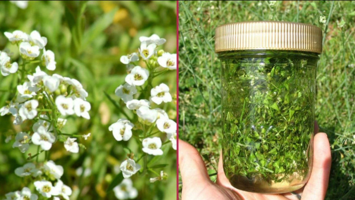 Çoban Çantası Otu: Doğanın Şifalı Hediyesi