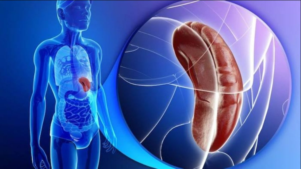 Dalak Ne İşe Yarar: Sağlığımızdaki Önemi ve Görevleri