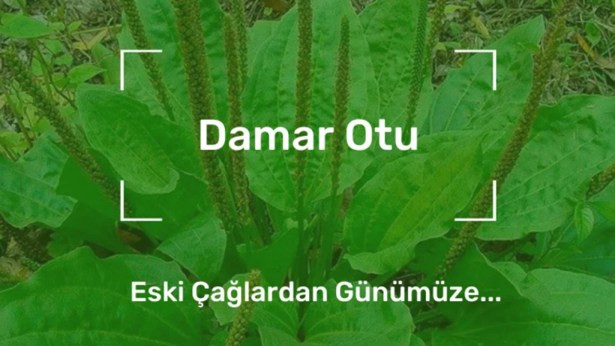 Damar Otunun Faydaları: Sağlık İçin Doğal Bir İyileştirici