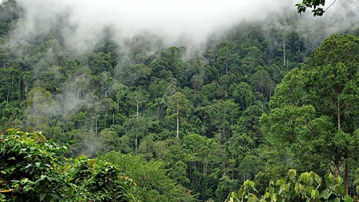 Brezilya: ‘Dünyanın ciğerlerinde’ ormansızlaşma azaldı