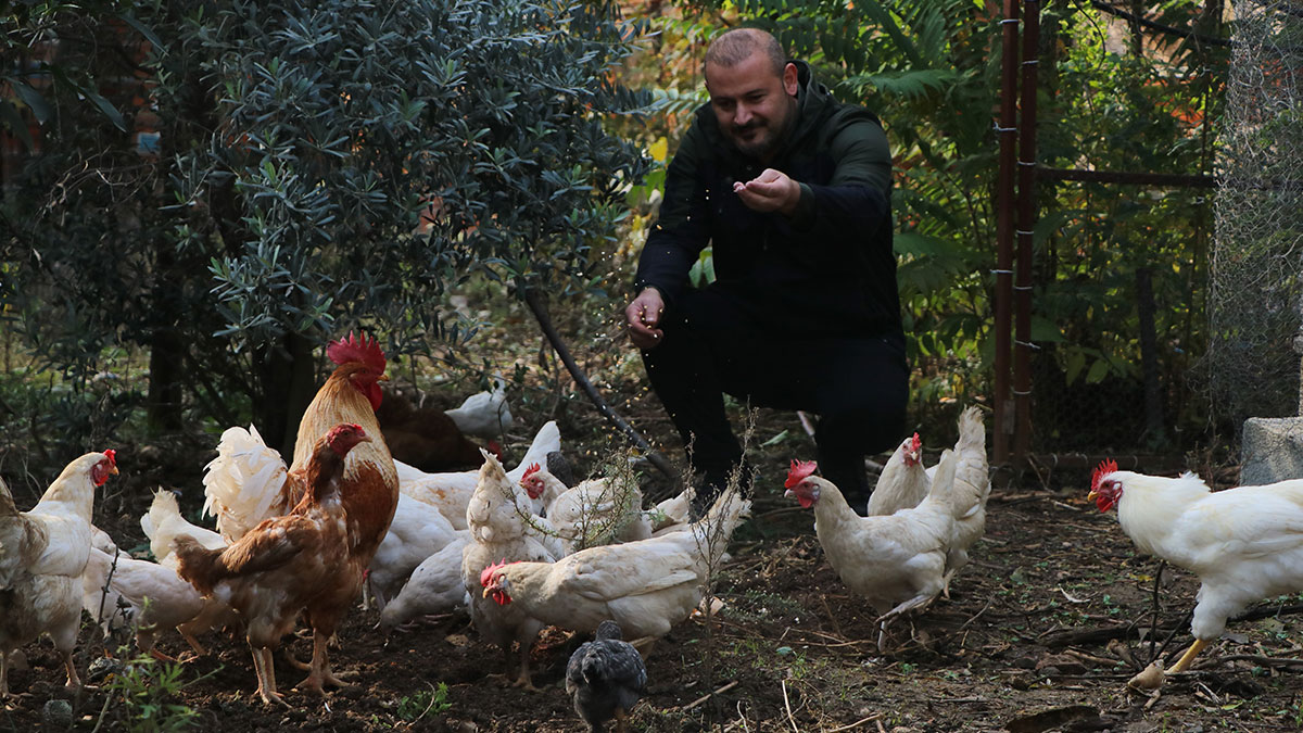 Tavukları ortadan kayboldu, kamera görüntülerini izleyince gözyaşlarını tutamadı! O anlar anbean kamerada