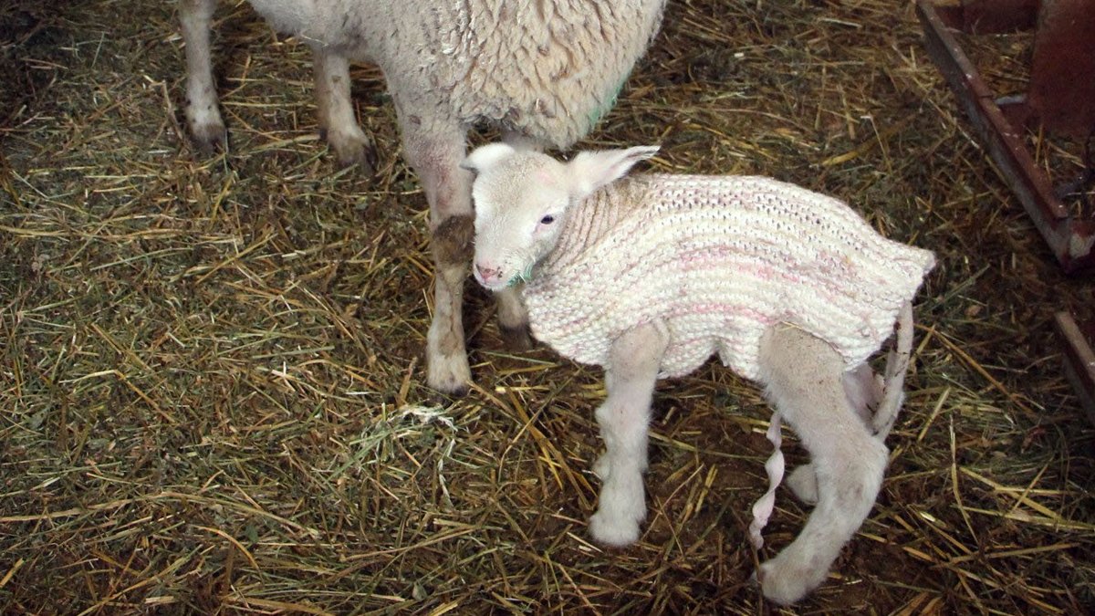 Kuzularını dondurucu soğuktan korumak için kazak giydirdi