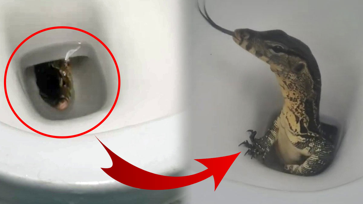 Herkesin korktuğu başına geldi: Klozetten canavar çıktı! İlginç anlar kamerada