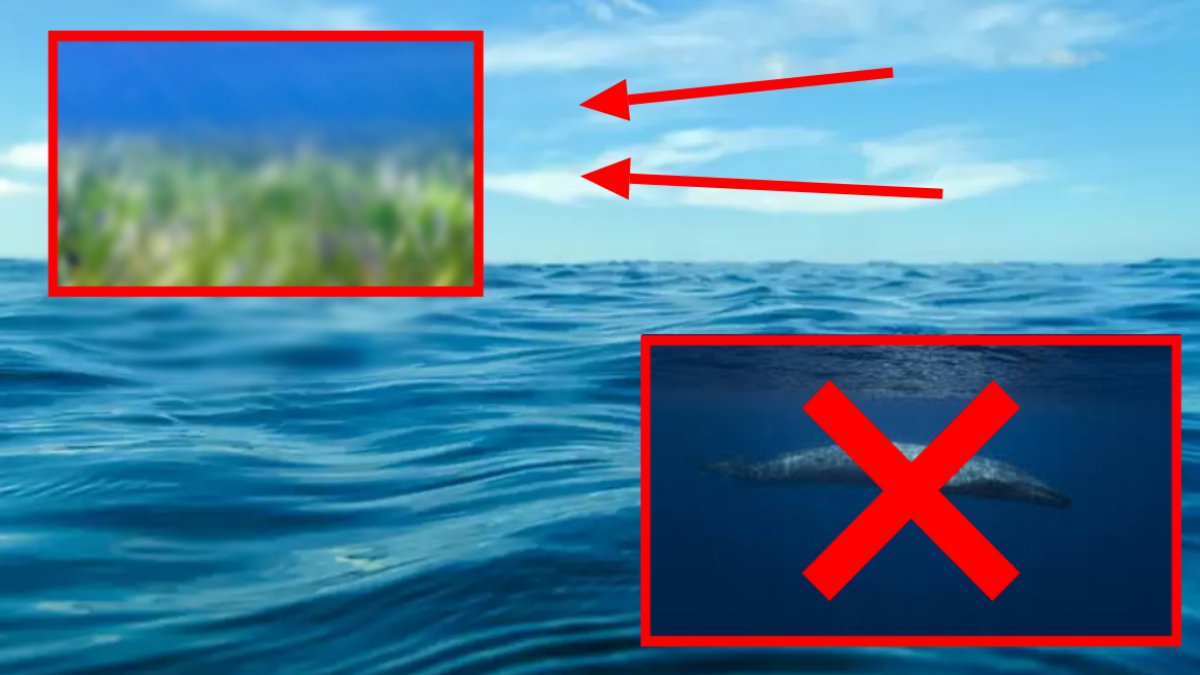 İşte dünyanın en büyük canlısı! Herkes balina sanıyor ama... 4 bin 500 yıldır denizin altında yaşıyor