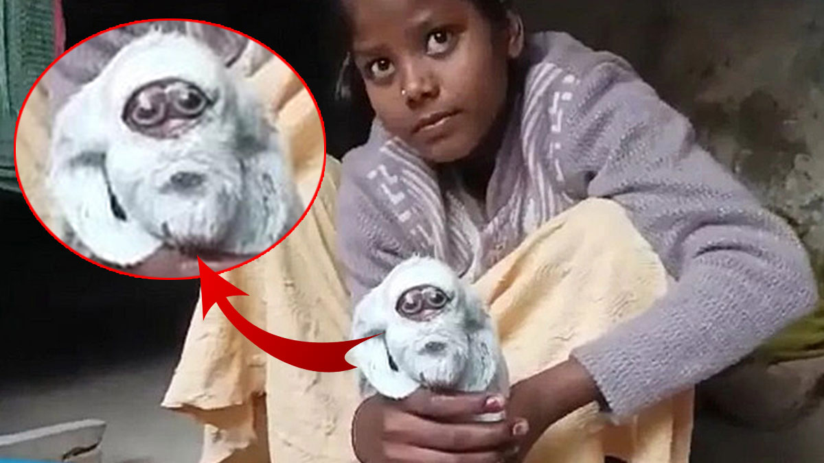 Yeni doğan keçiyi görenler şaşkına döndü: İnsan gibi bakıyor! Veteriner hekim, nedenini açıkladı