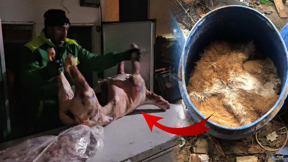 Millete et diye bunu yedireceklerdi: Tonlarcası son anda ele geçirildi! Otoparkta mide bulandıran görüntüler