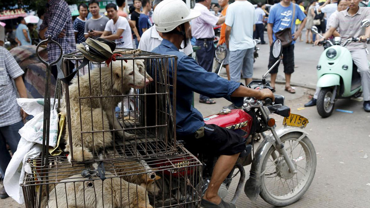 'Köpek eti yenmeli mi?' anketinde şoke eden sonuç! Meğer sandığımız gibi değilmiş